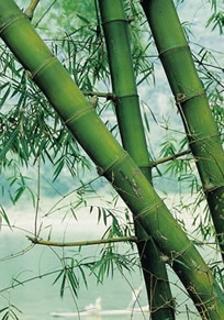bamboo